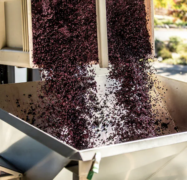 Marc de raisin sortant d'un pressoir lors des vendanges, tombant dans une cuve inox — pelures et  pépins mêlés, encore humides, aux teintes bordeaux profondes.